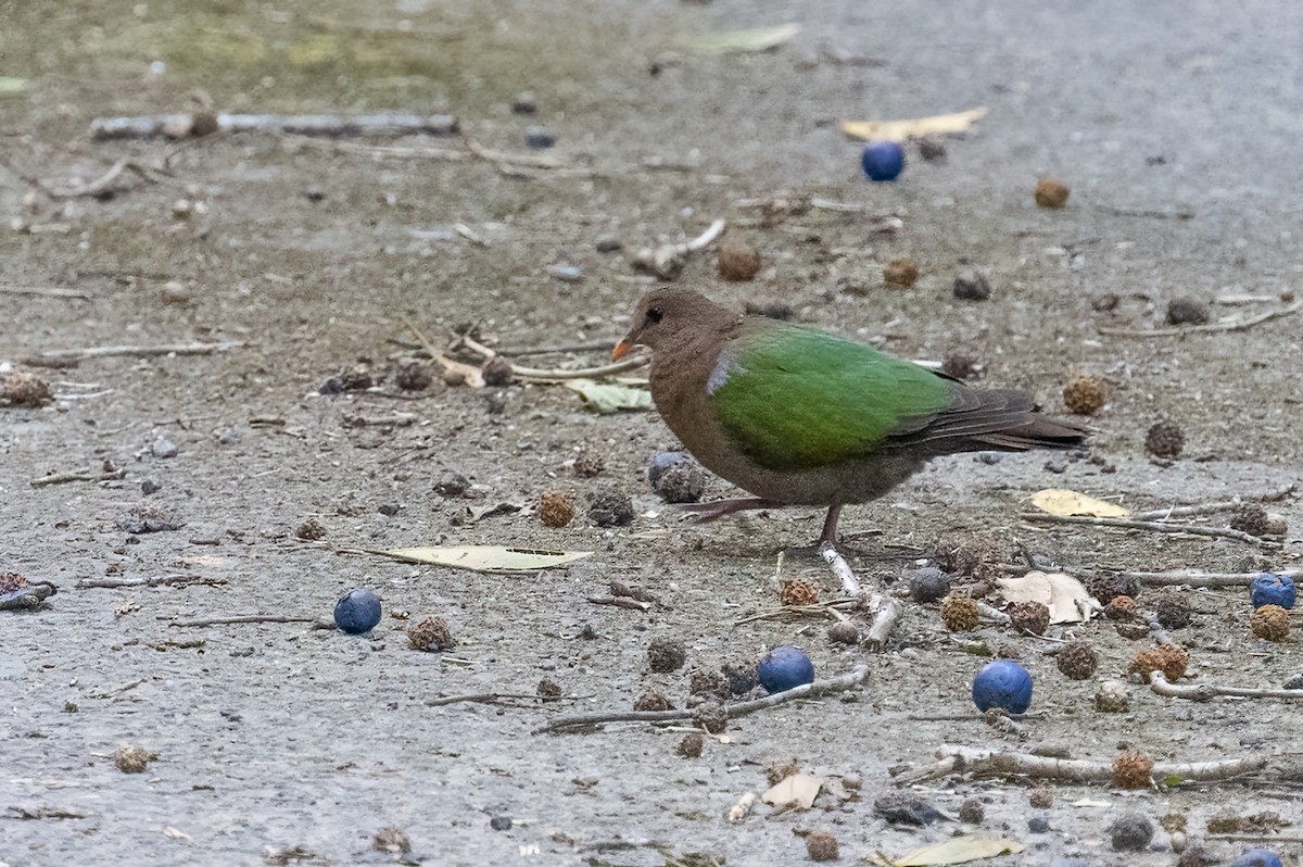 Pacific Emerald Dove - emma geary