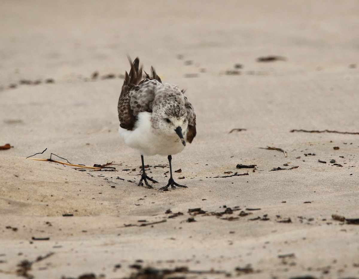 Sanderling - ML624069804