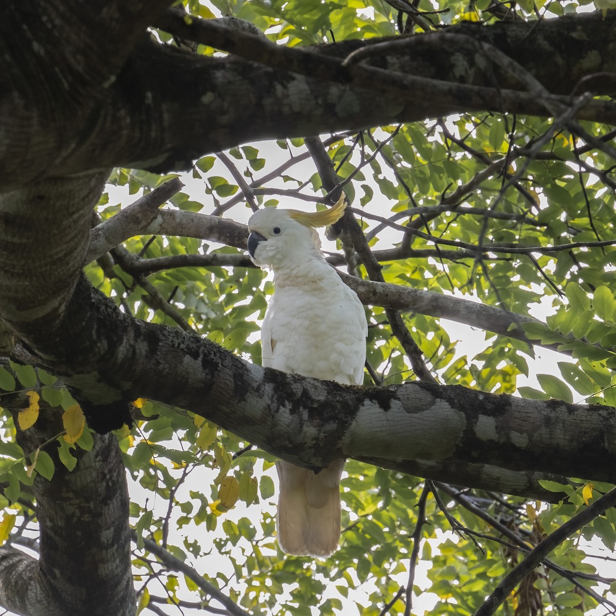 Sulphur-crested Cockatoo - ML624069805