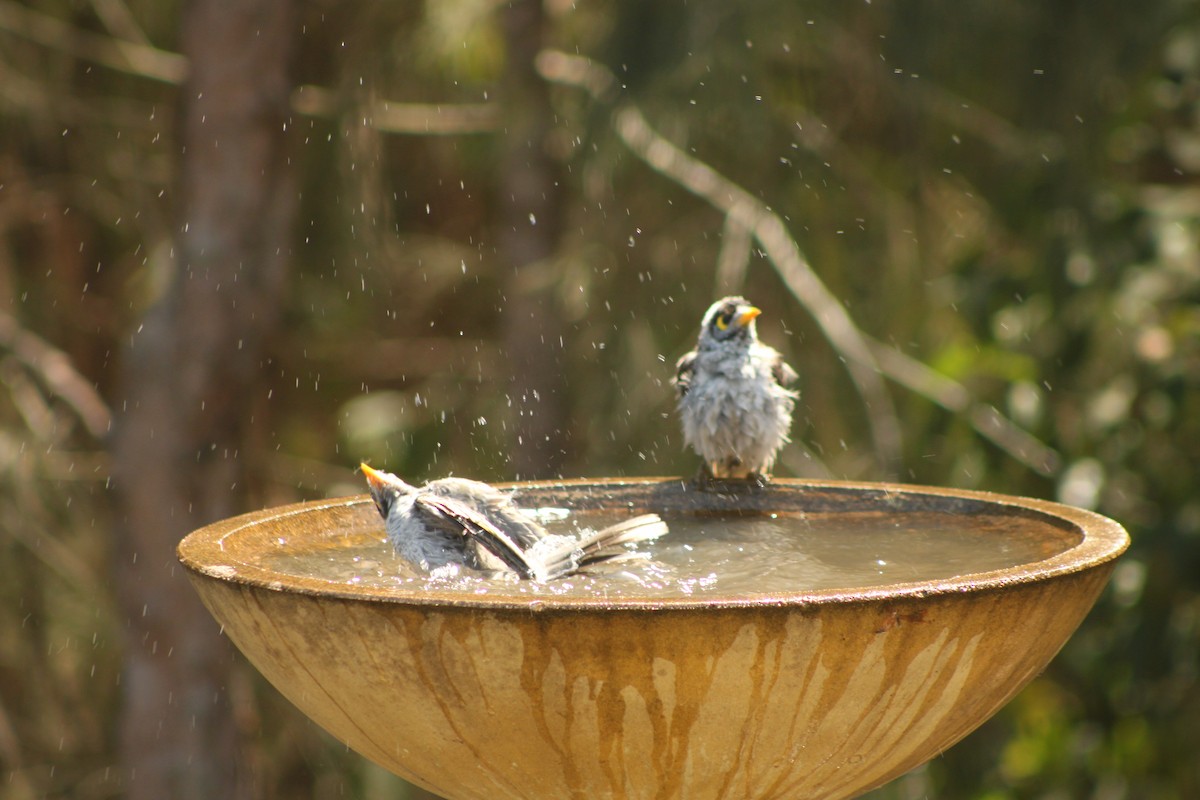 Noisy Miner - ML624069807