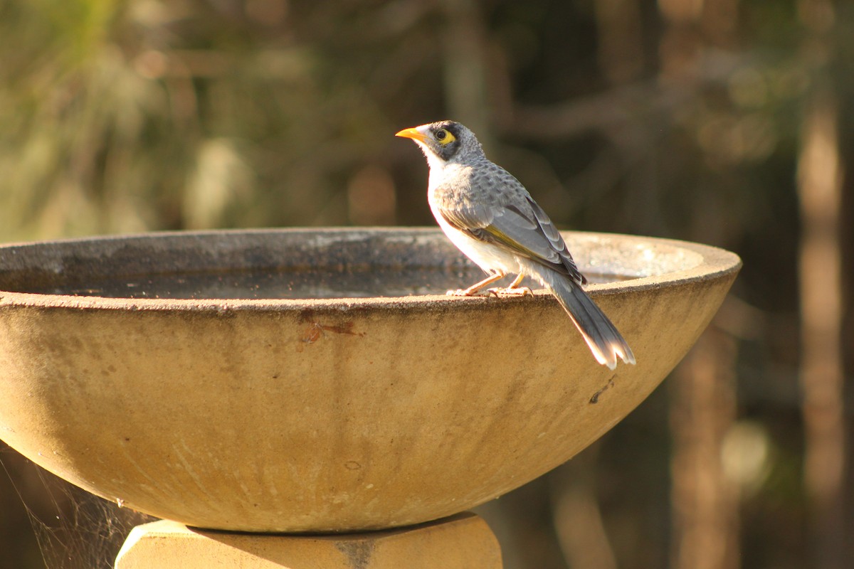 Noisy Miner - ML624069808