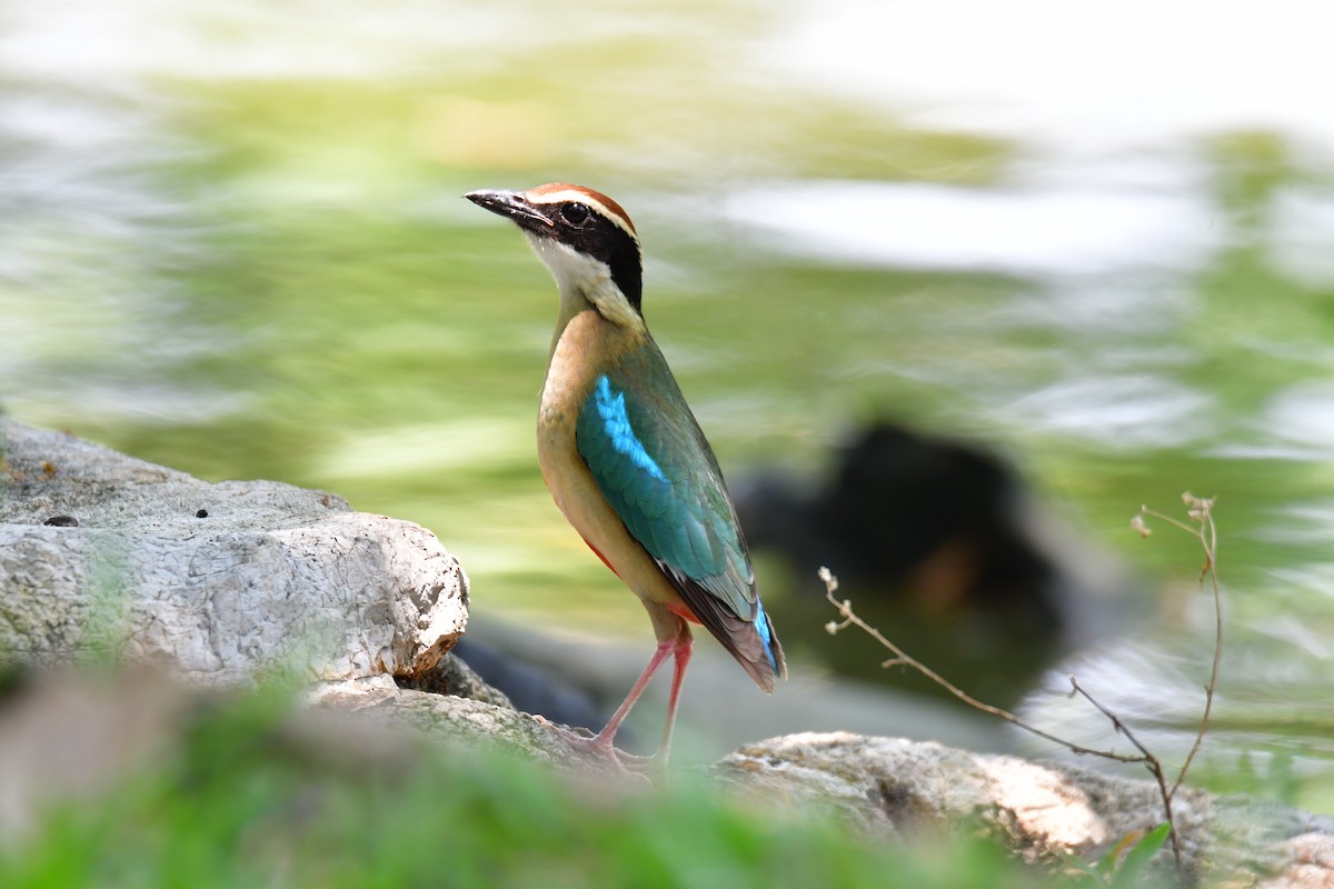 Fairy Pitta - Mana Krasprapan