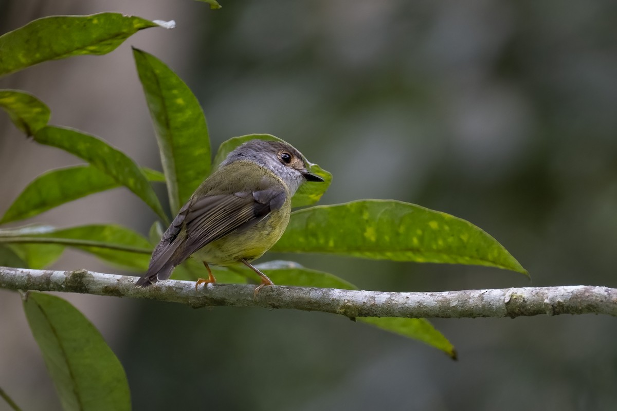 Pale-yellow Robin - ML624069811