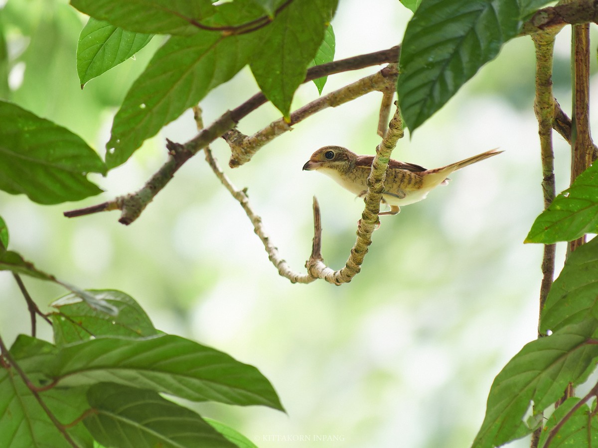 Tiger Shrike - ML624069812