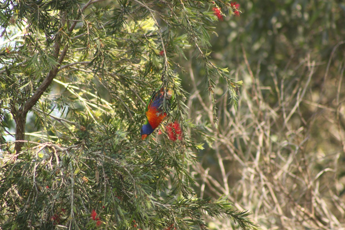 Rainbow Lorikeet - ML624069814