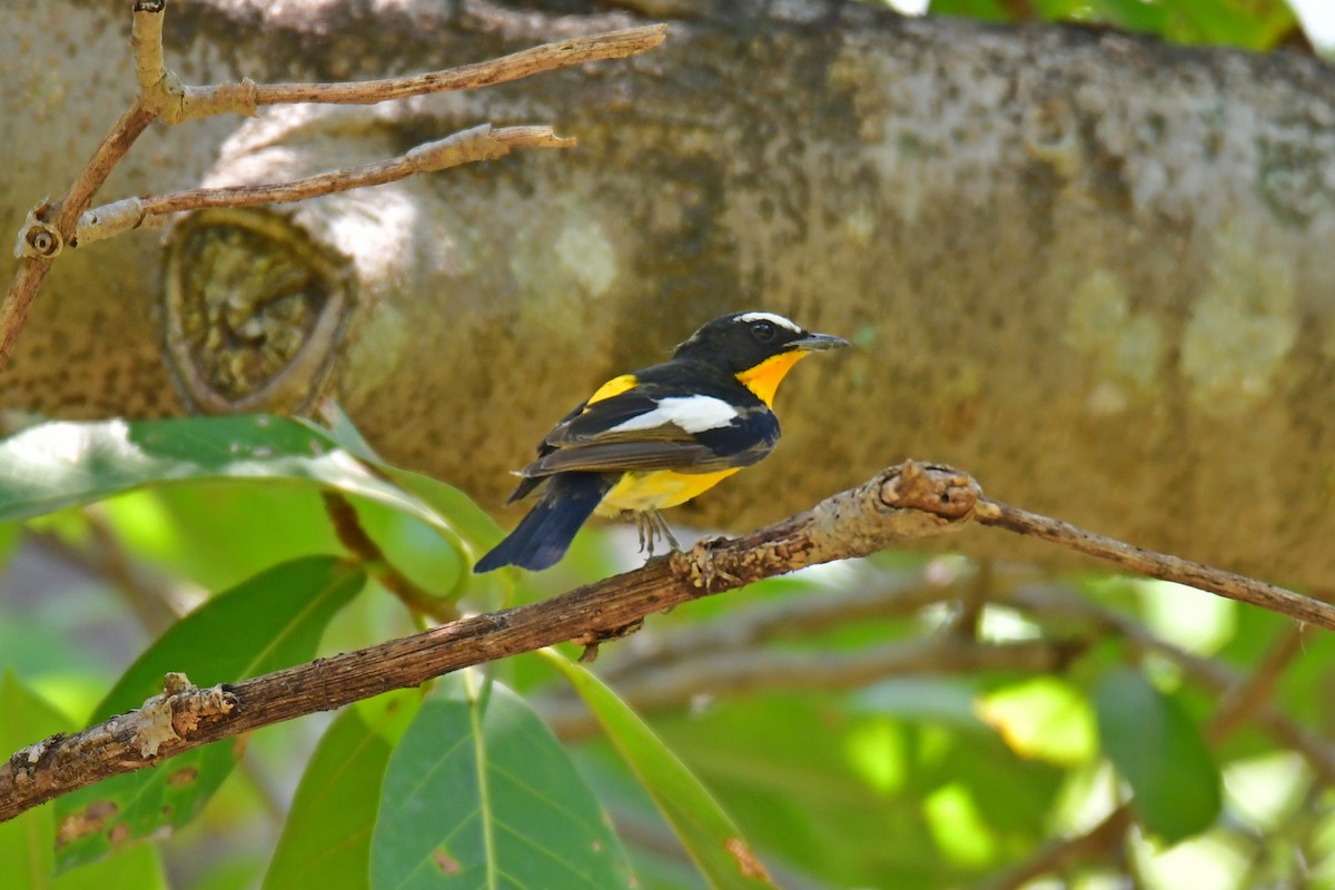 Yellow-rumped Flycatcher - ML624069819