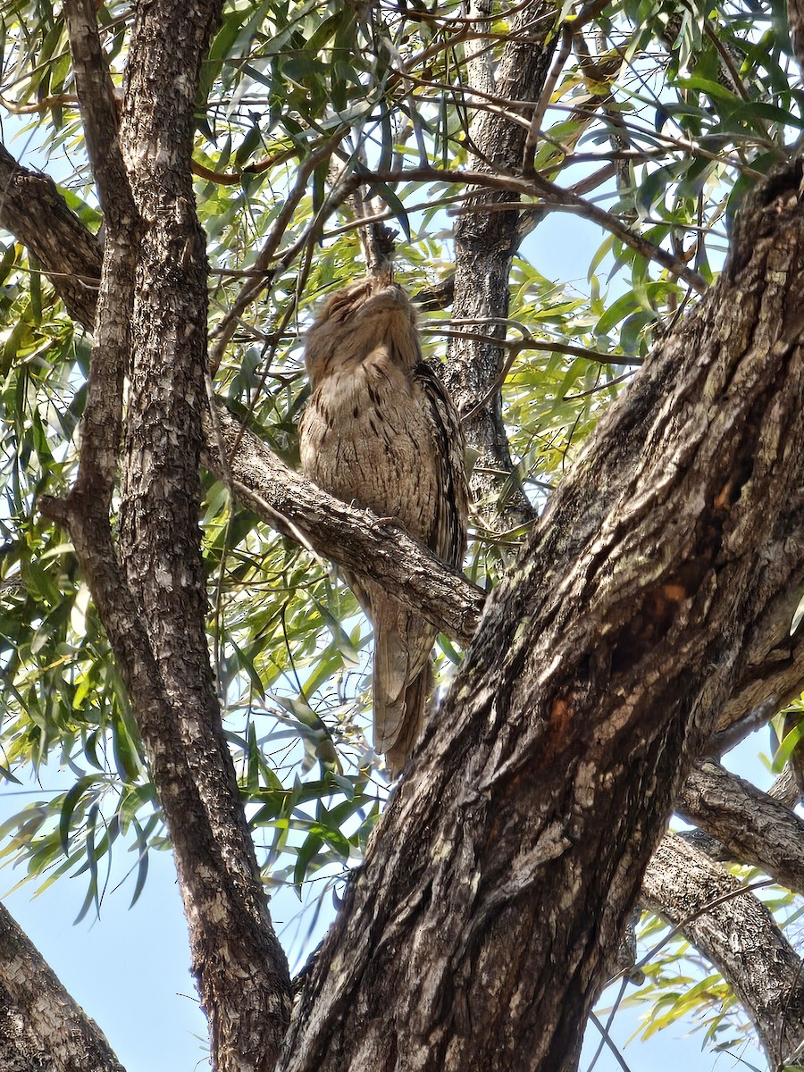 Tawny Frogmouth - ML624069820