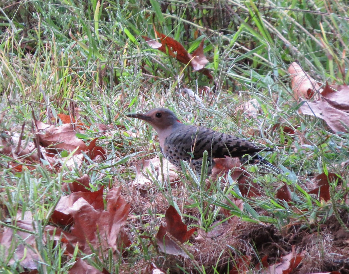 Northern Flicker - ML624069821