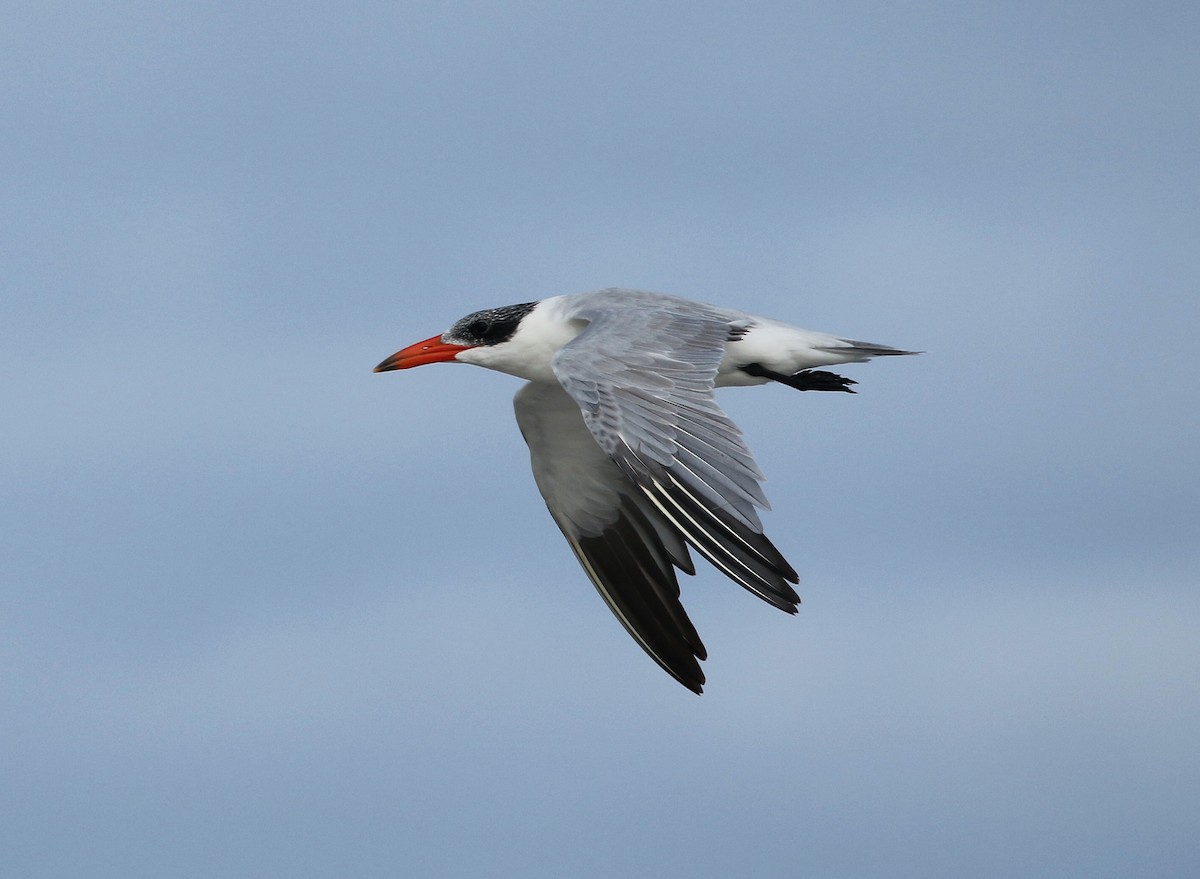 Caspian Tern - ML624069823