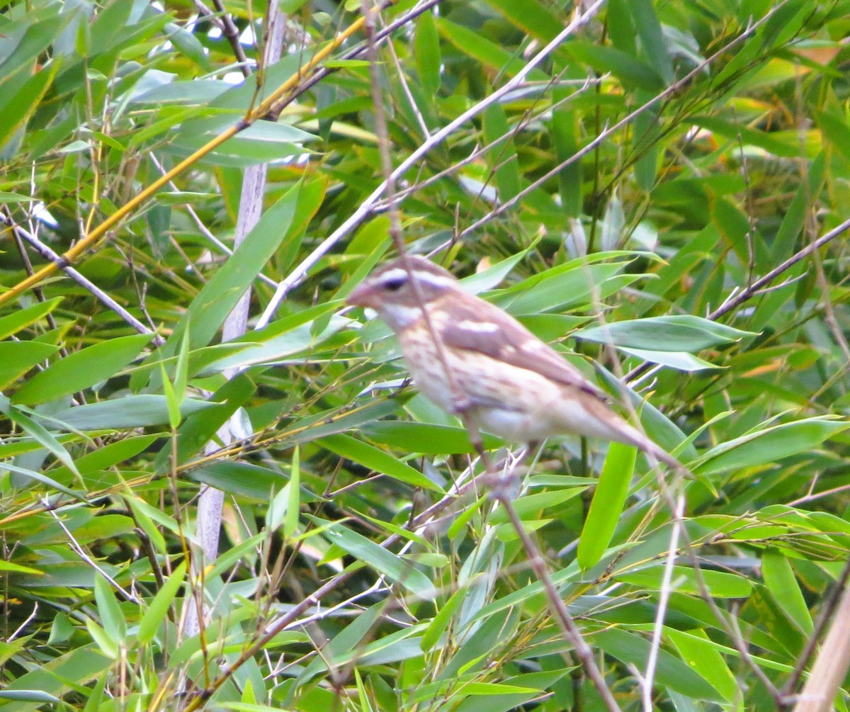 Rose-breasted Grosbeak - ML624069824