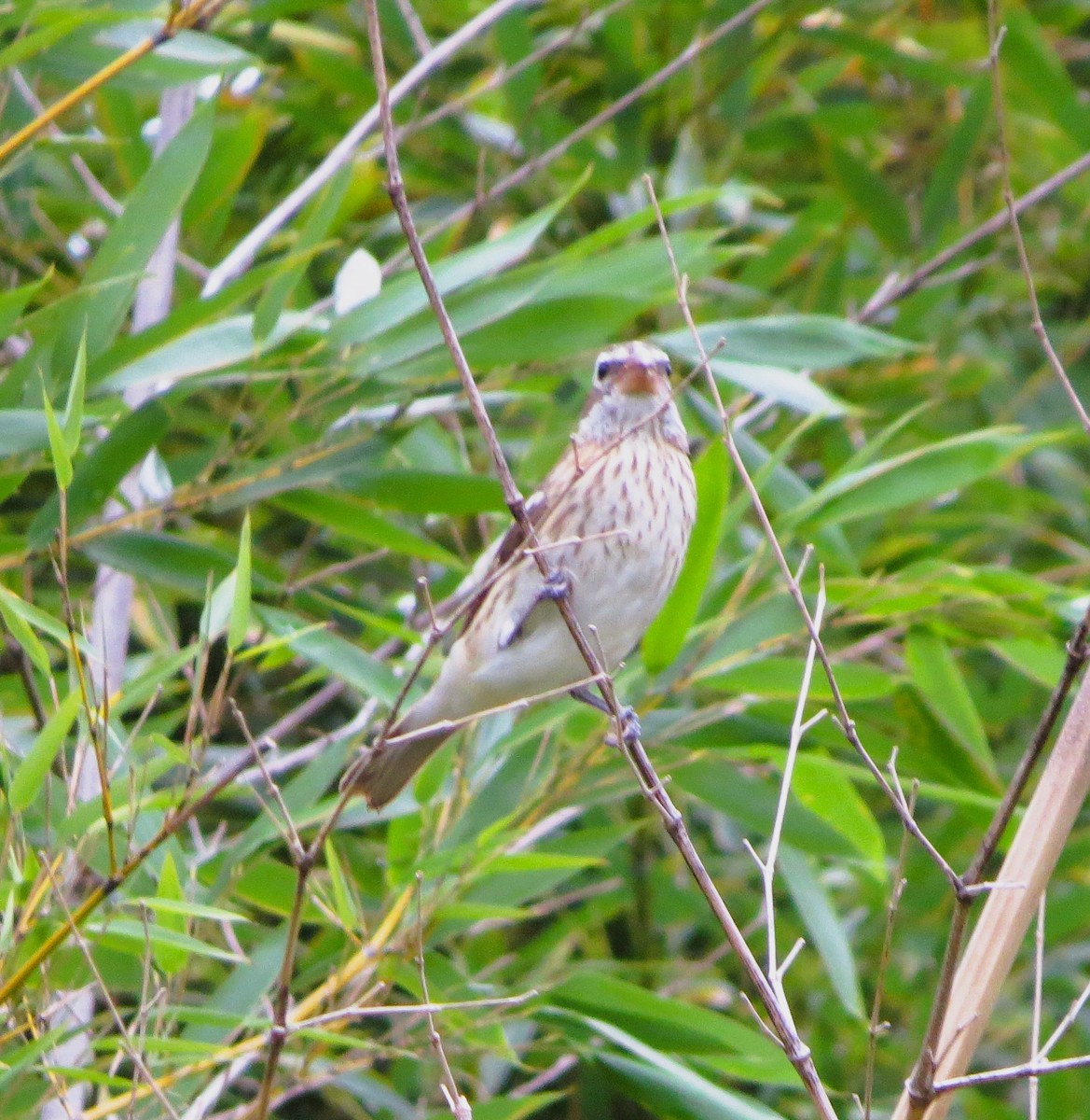 Rose-breasted Grosbeak - ML624069825