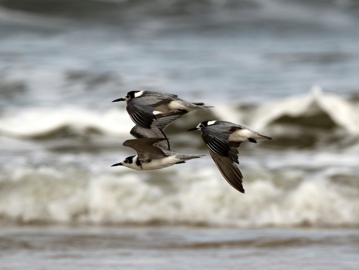 Black Tern - ML624069826