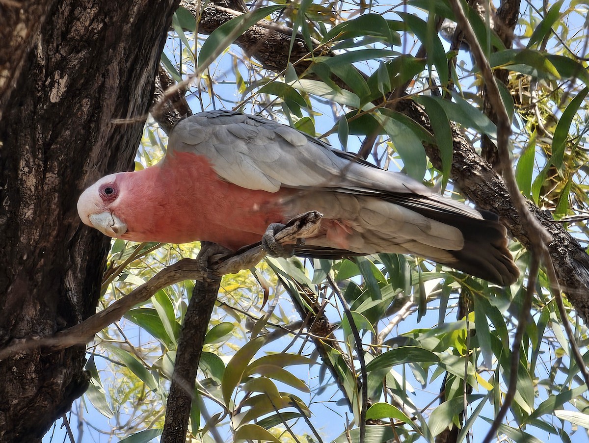 Galah - ML624069827