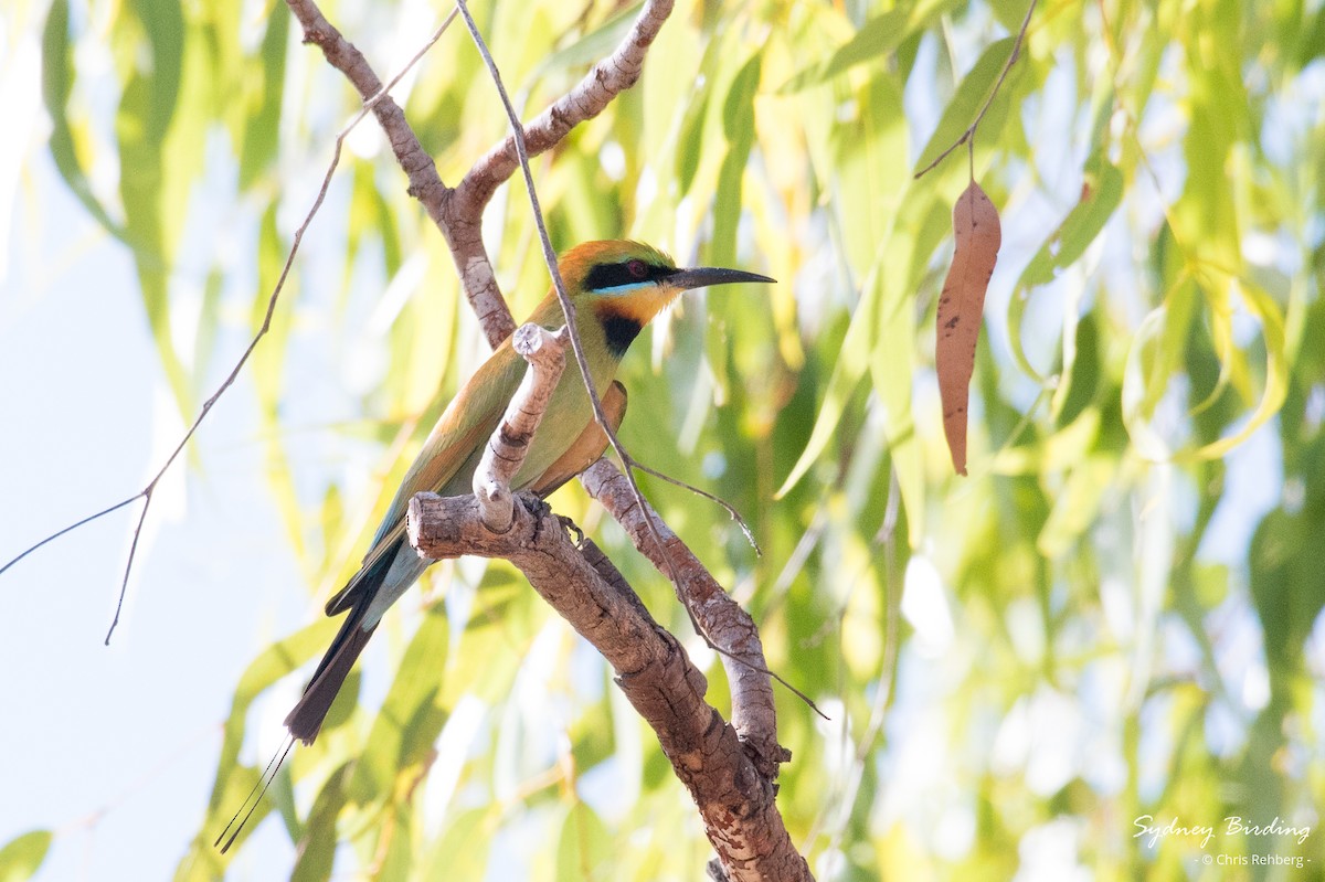 Rainbow Bee-eater - ML624069830