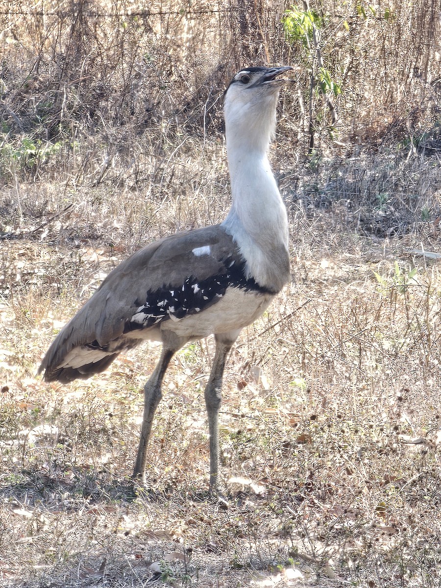 Australian Bustard - ML624069839