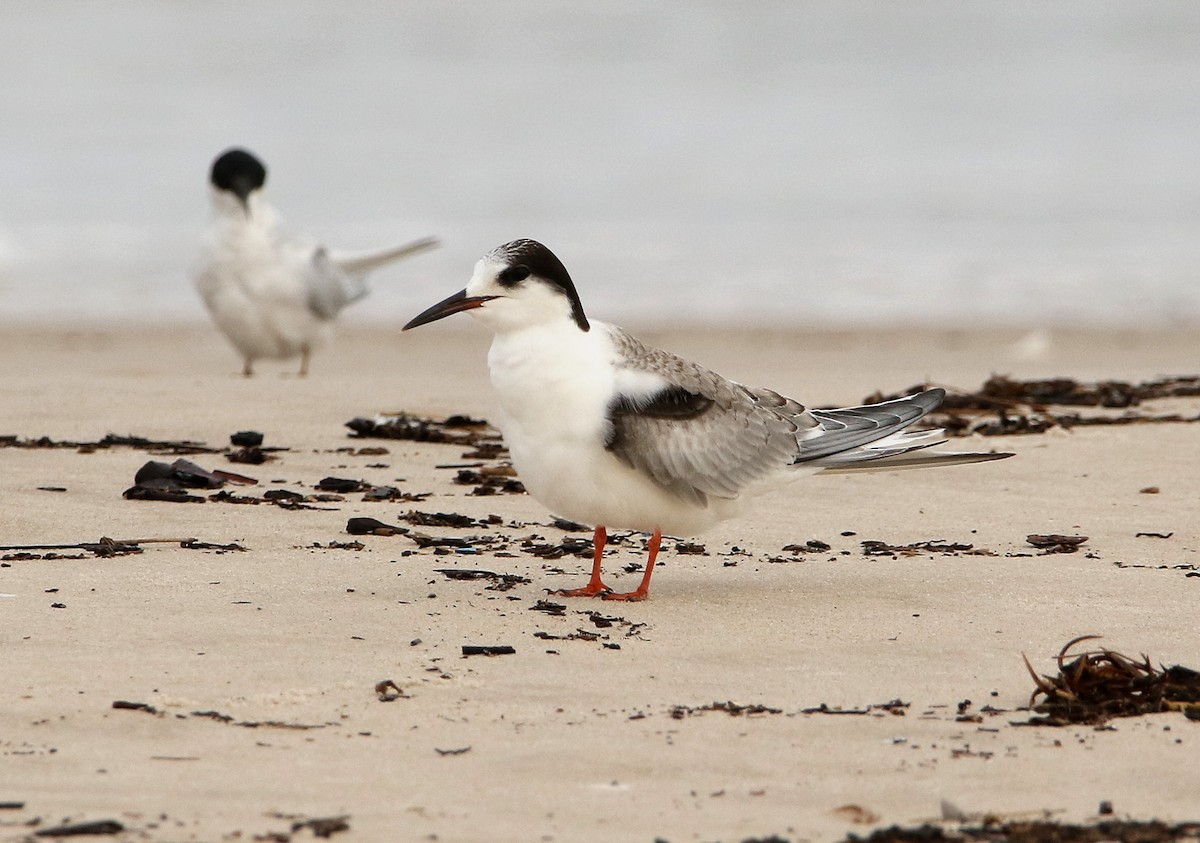 Common Tern - Paul Lenrumé