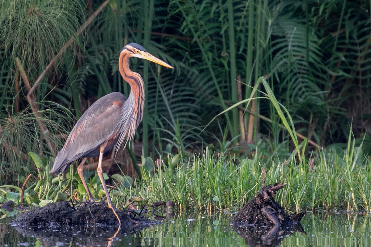 Purple Heron - ML624069844