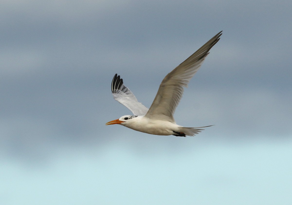 West African Crested Tern - ML624069845