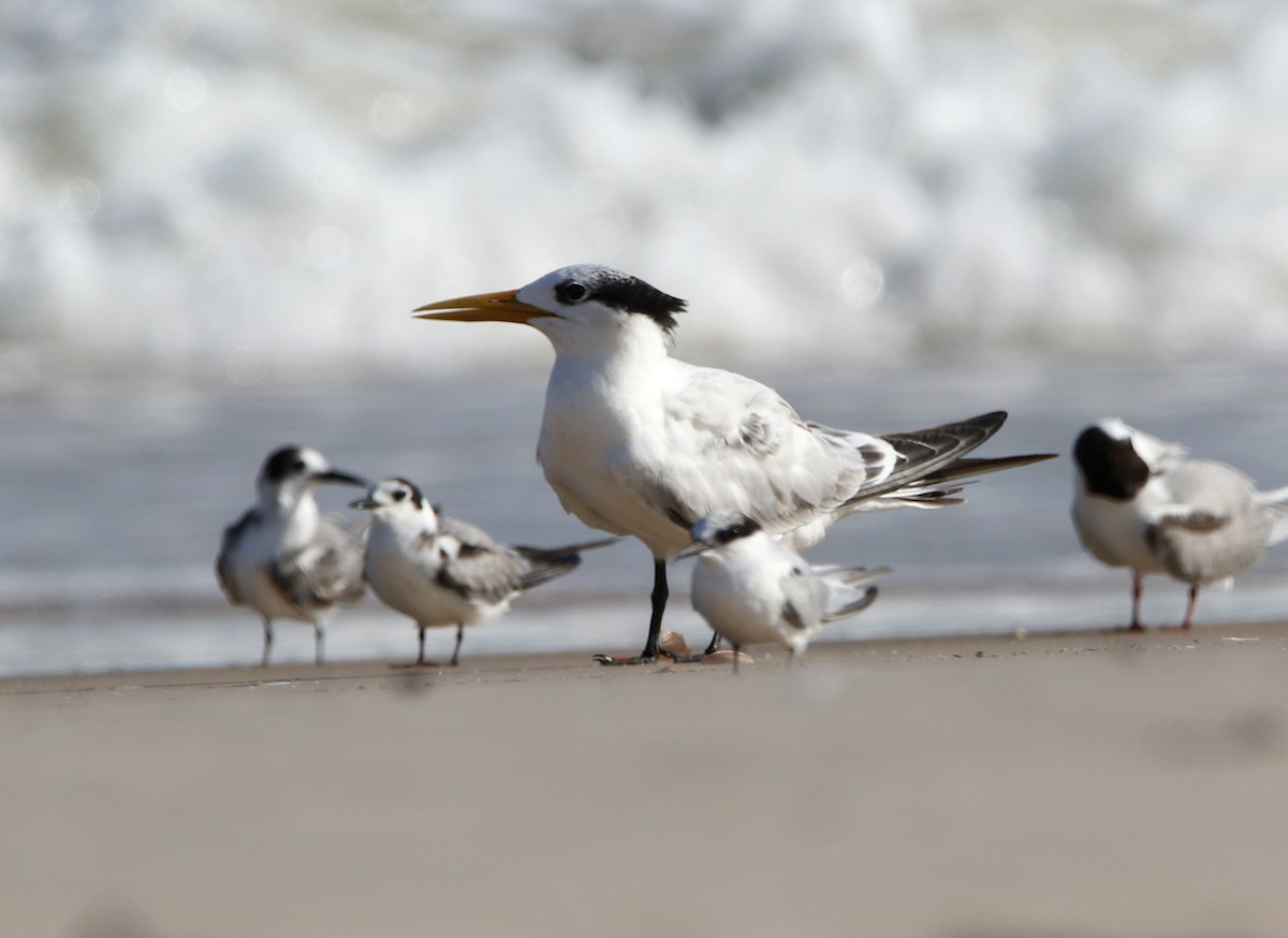 West African Crested Tern - ML624069846