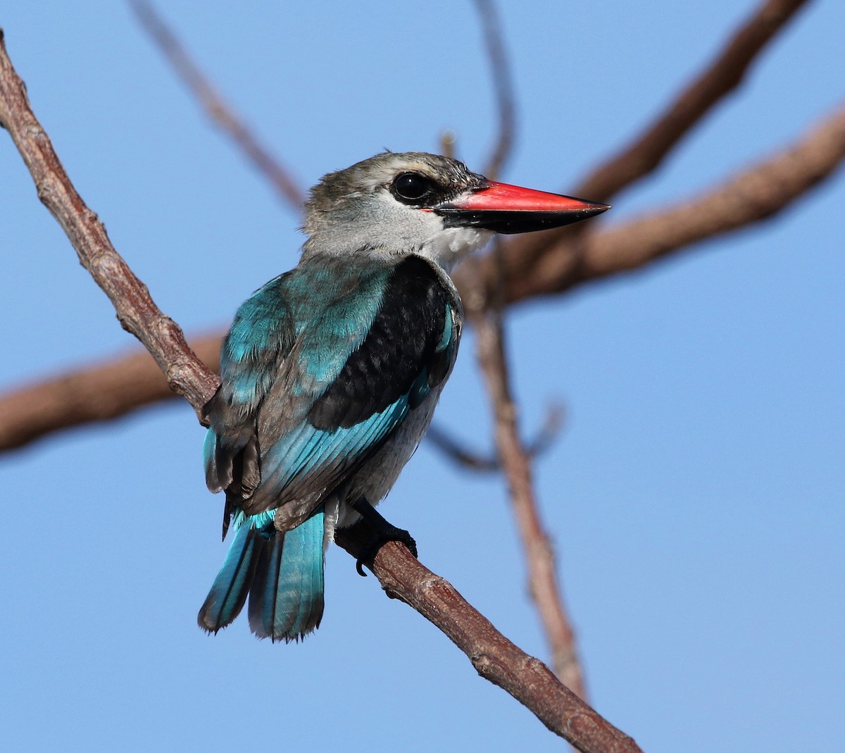 Woodland Kingfisher - ML624069849