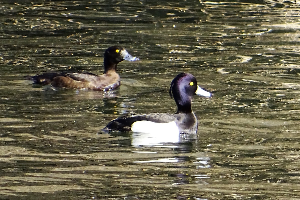 Tufted Duck - ML624069857