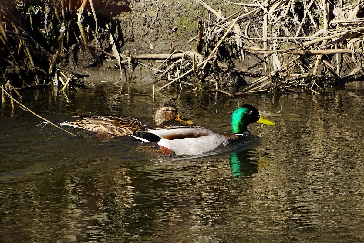 Mallard - Antonio Espin Fernandez