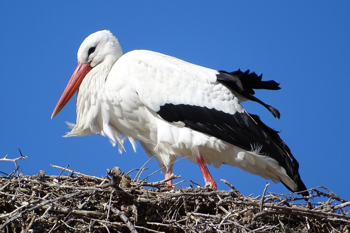 White Stork - ML624069860