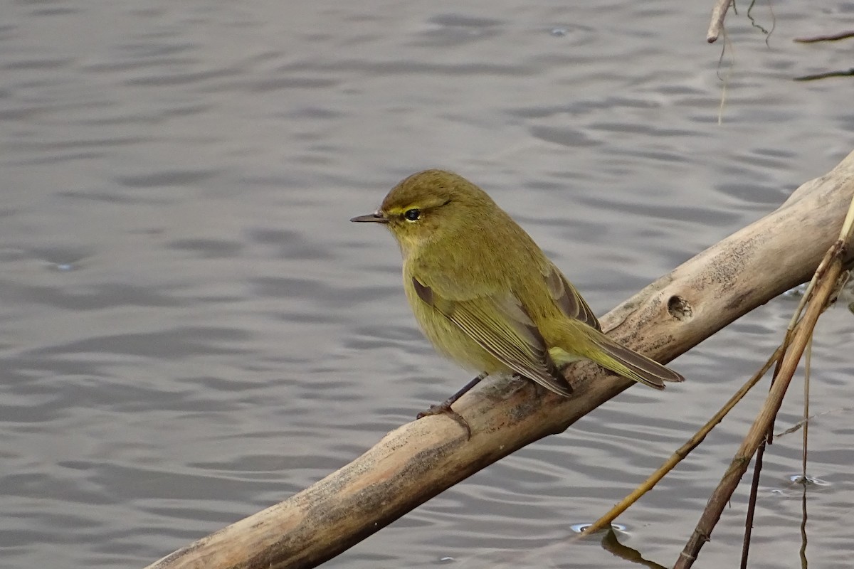 Common Chiffchaff - ML624069862