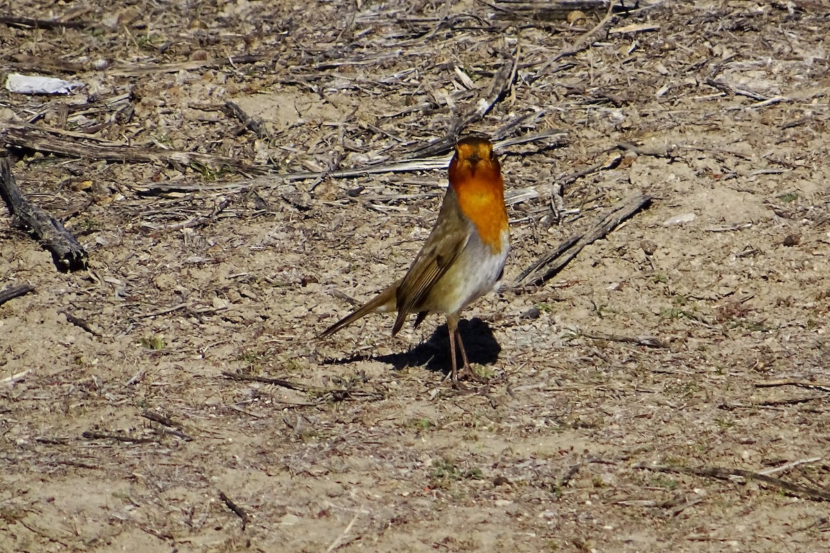 European Robin - ML624069863