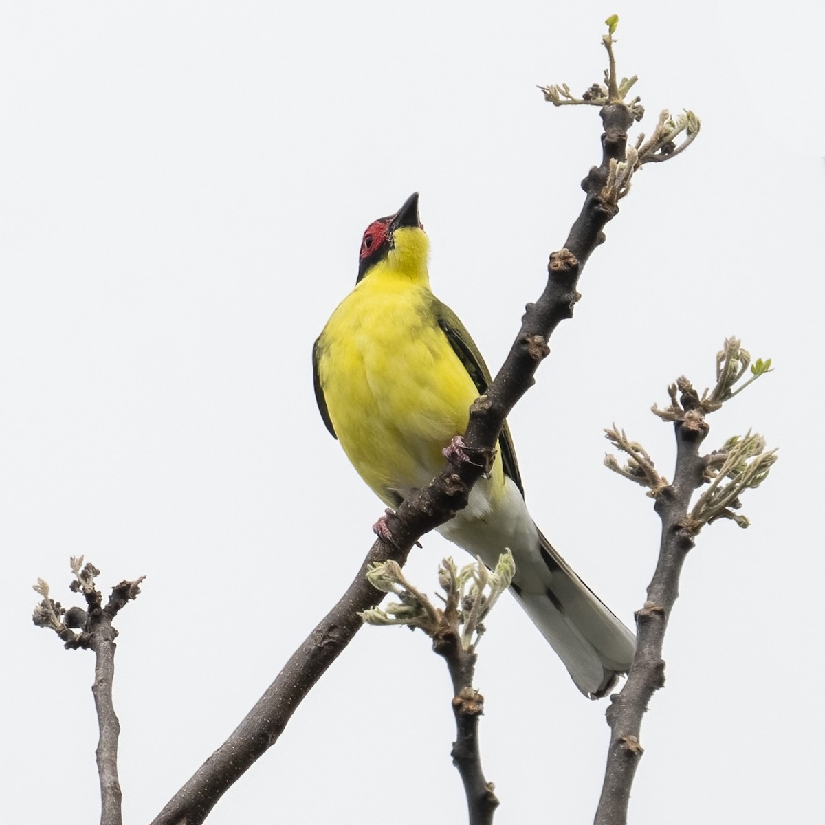 Australasian Figbird - ML624069866