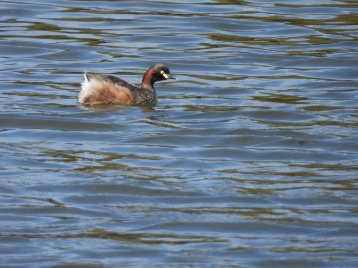 Australasian Grebe - ML624069868