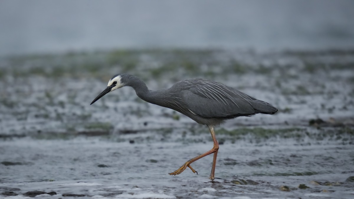 White-faced Heron - ML624069869