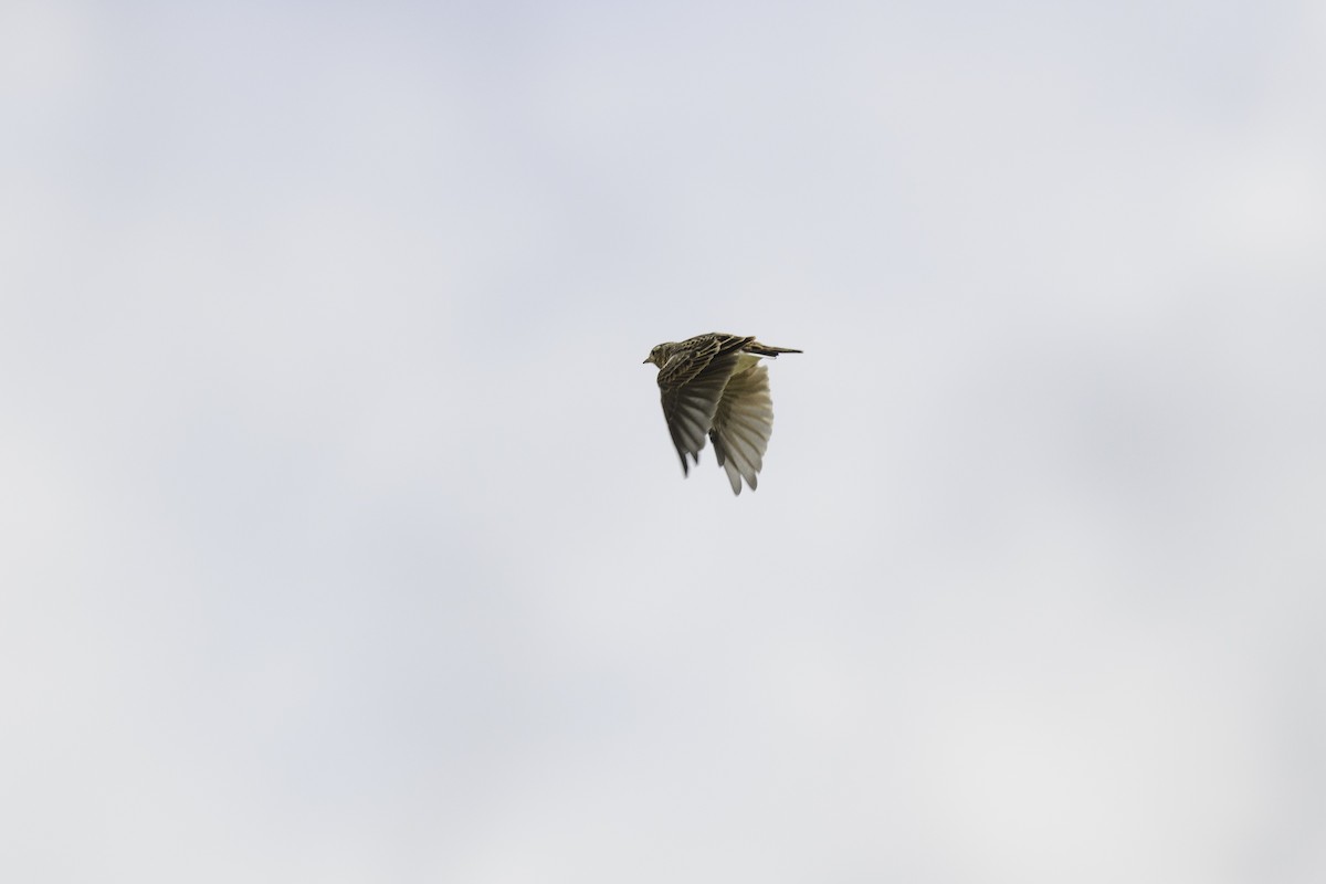 Eurasian Skylark - ML624069874