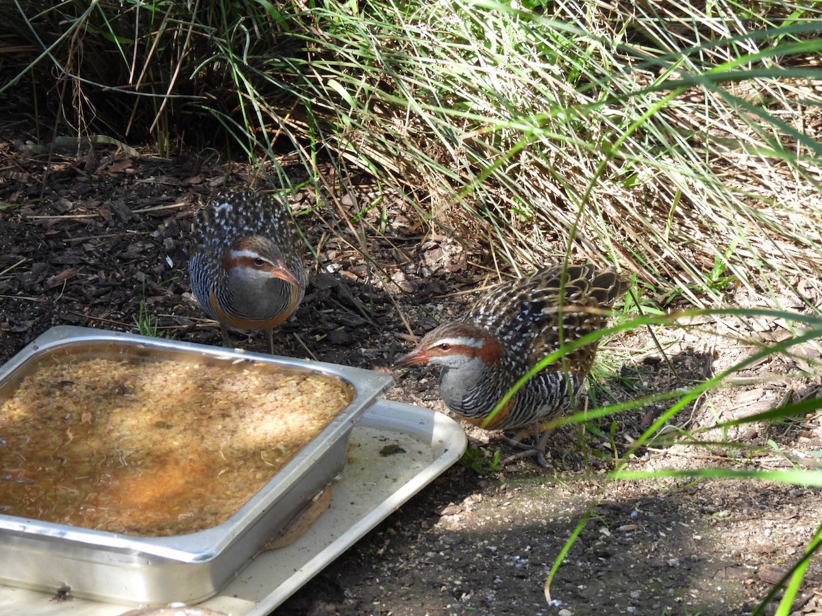 Buff-banded Rail - ML624069876