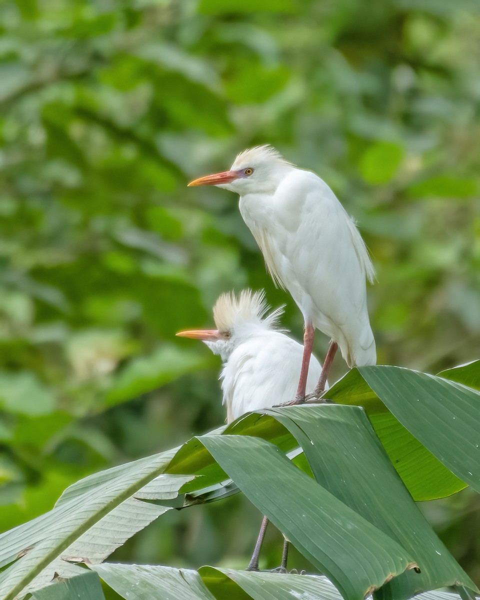 Western Cattle Egret - ML624069878