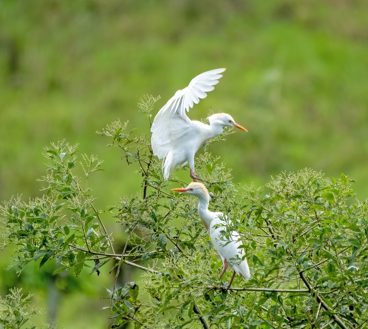 Western Cattle Egret - ML624069879