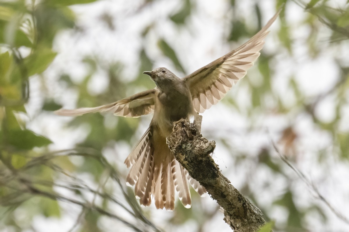 Brush Cuckoo - ML624069881