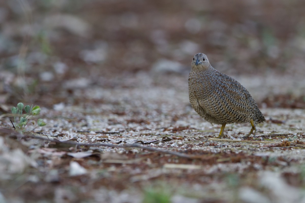 Brown Quail - ML624069886