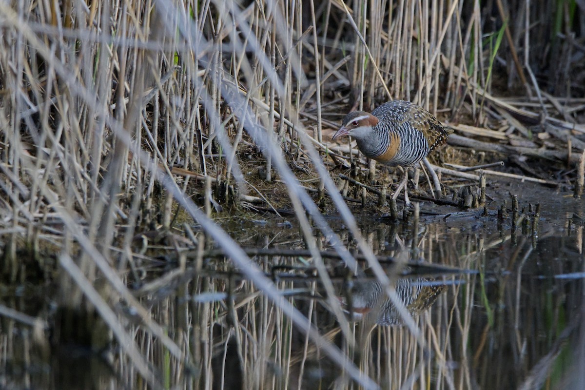 Buff-banded Rail - ML624069890