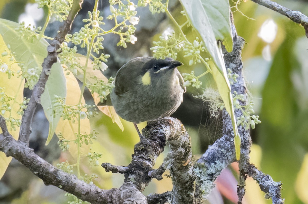 Yellow-spotted Honeyeater - ML624069891