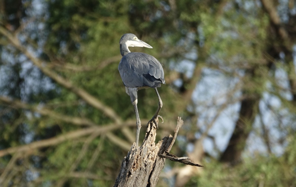 Black-headed Heron - ML624069893