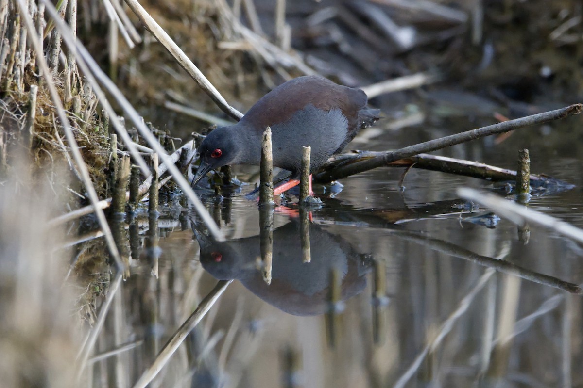 Spotless Crake - ML624069894