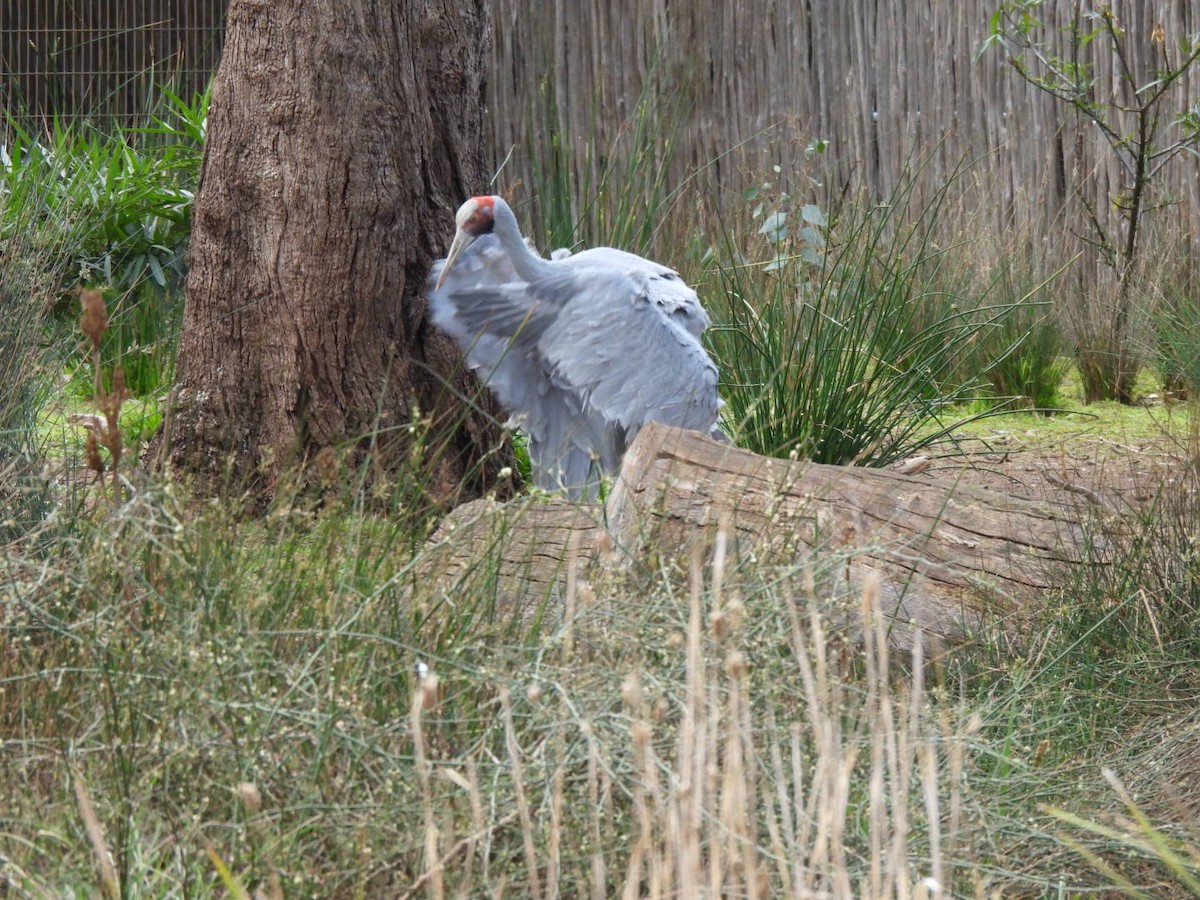 Brolga - ML624069896