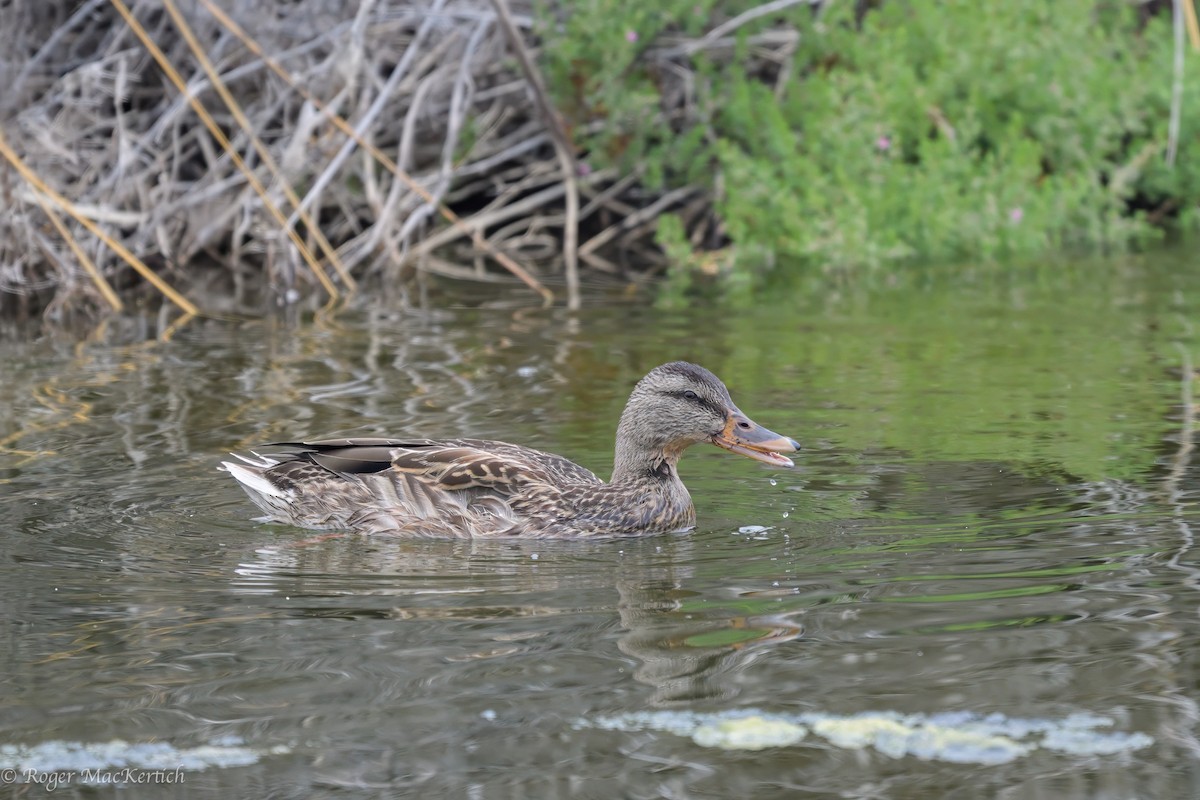 Mallard - ML624069899