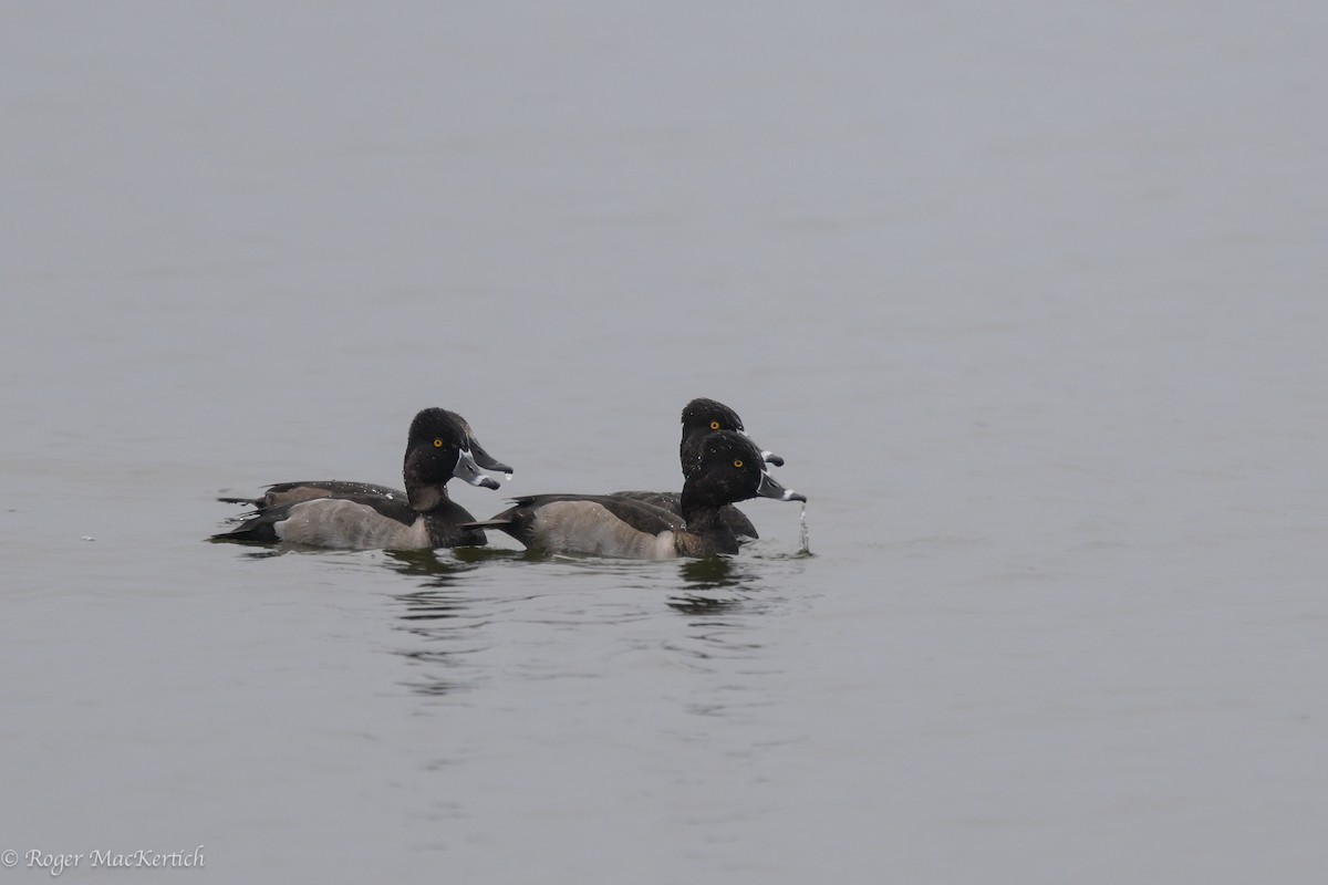 Ring-necked Duck - ML624069901