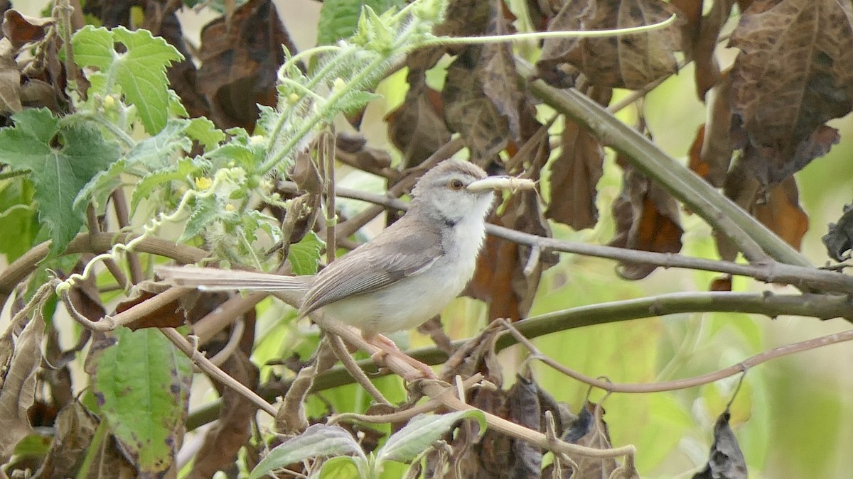 Plain Prinia - ML624069902