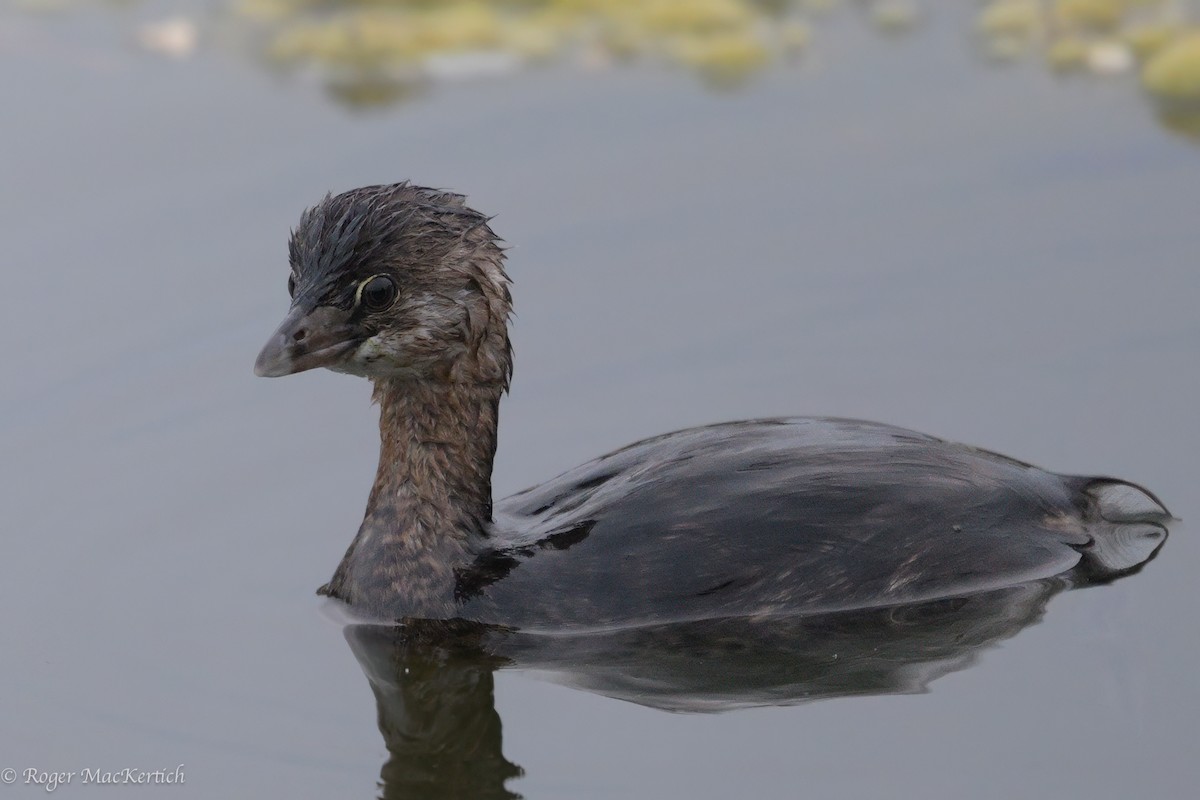 Pied-billed Grebe - ML624069903