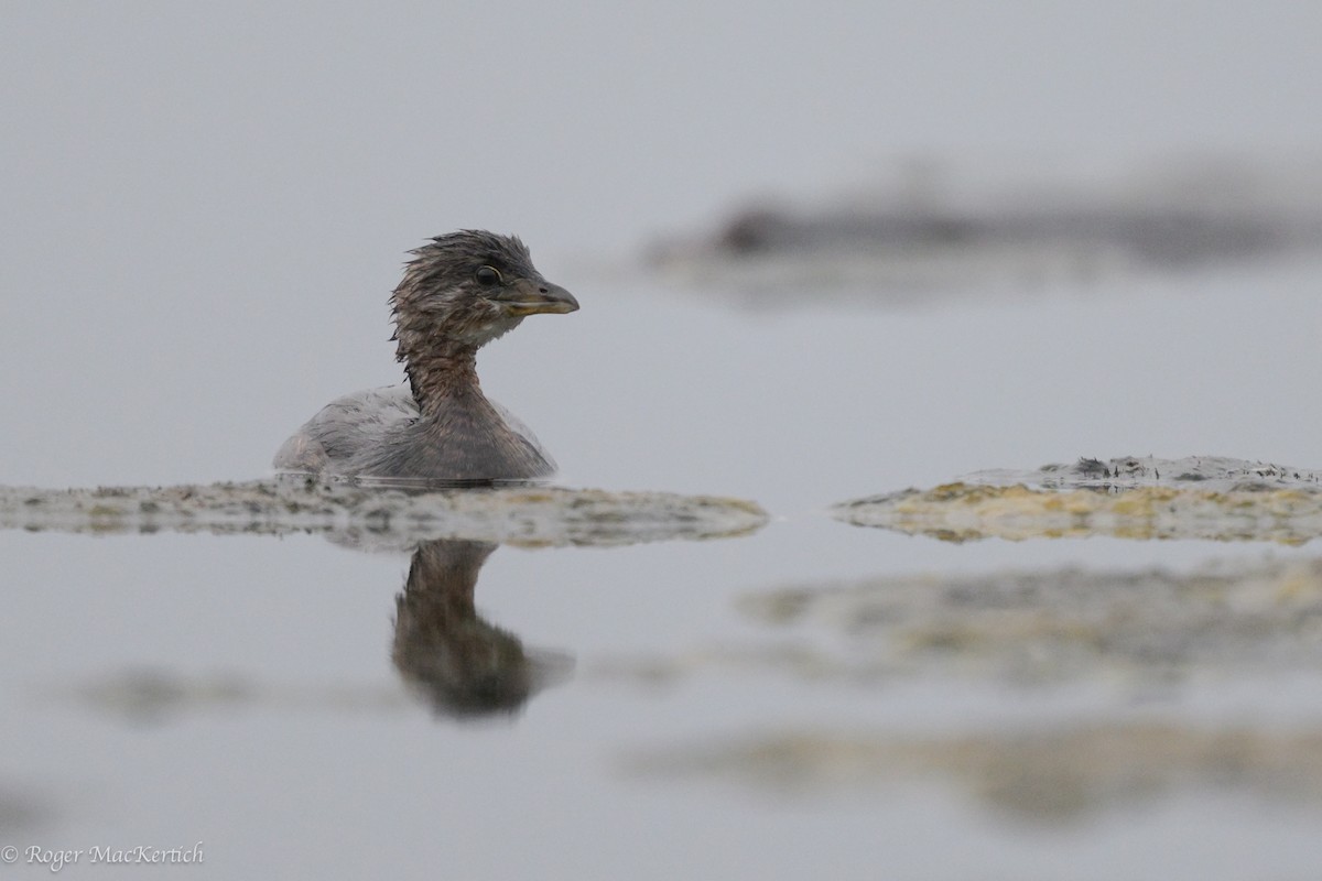 Pied-billed Grebe - ML624069904