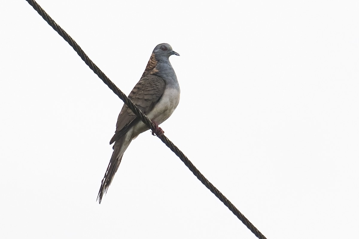 Bar-shouldered Dove - ML624069906