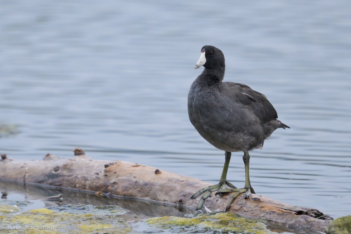 American Coot - Roger MacKertich